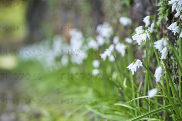 Bluebell, SÃ£o Miguel, Azores, Portugal