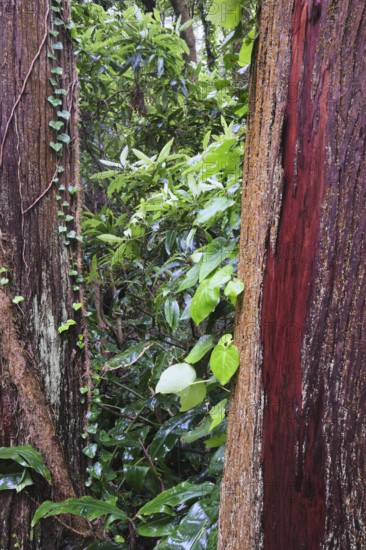 View through two Cryptomeria japonica trees, SÃ£o Miguel, Azores, Portugal