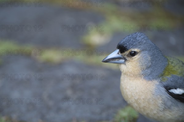 Azores chaffinch (Fringilla moreletti), SÃ£o Miguel, Azores, Portugal