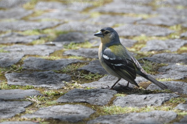 Azores chaffinch (Fringilla moreletti), SÃ£o Miguel, Azores, Portugal