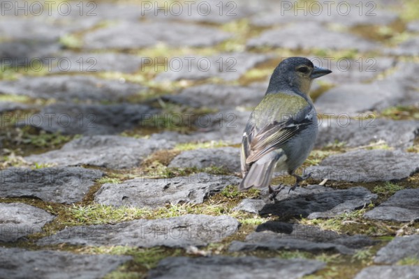 Azores chaffinch (Fringilla moreletti), SÃ£o Miguel, Azores, Portugal