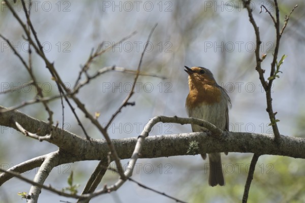 Singing robin, SÃ£o Miguel, Azores, Portugal