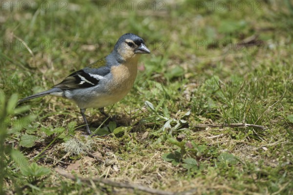 Azores chaffinch (Fringilla moreletti), SÃ£o Miguel, Azores, Portugal
