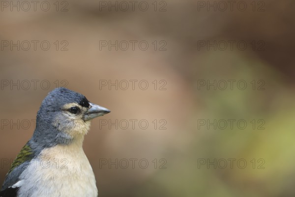 Azores chaffinch (Fringilla moreletti), SÃ£o Miguel, Azores, Portugal