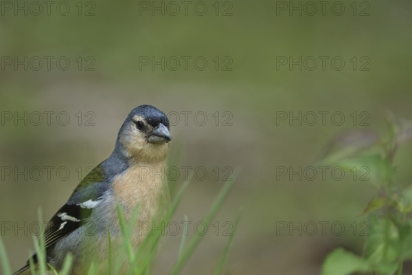 Azores chaffinch (Fringilla moreletti), SÃ£o Miguel, Azores, Portugal