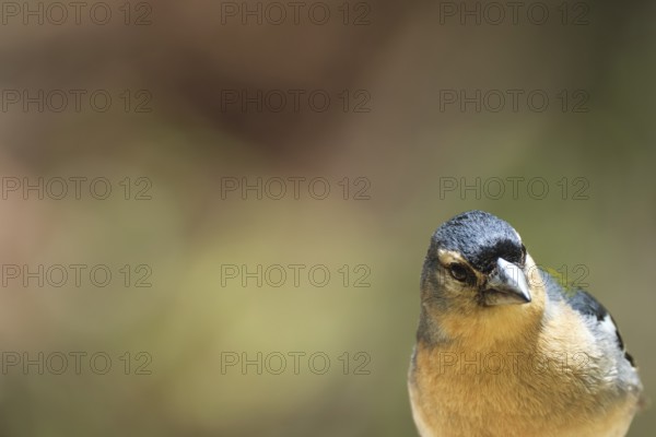 Azores chaffinch (Fringilla moreletti), SÃ£o Miguel, Azores, Portugal