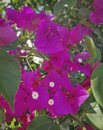Close-up vibrant magenta bougainvillea flowers with small white centers, surrounded by lush green