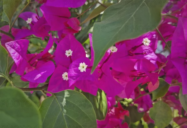 Closeup vibrant magenta bougainvillea flowers with small white centers, surrounded by lush green