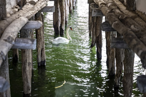 A swan swims under wooden stakes in greenish water, Lake Dwellings Unteruhldingen Open-Air Museum