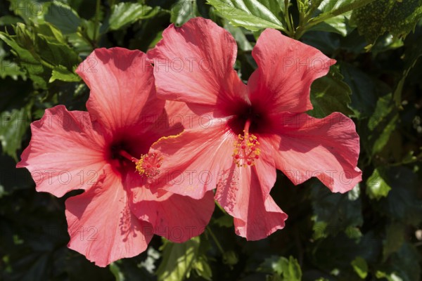 Hibiscus (Hibiscus), close-up of red flowers in front of green vegetation, national flower of