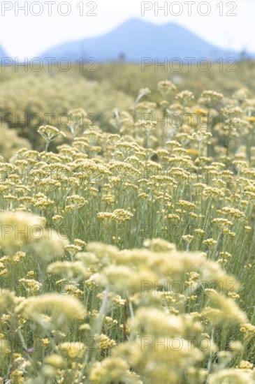 Cultivation of the Curry plant (Helichrysum italicum), also known as Italian immortelle or curry