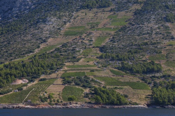 View from the sea of vineyards on the coast of the island of Hvar, near Ivan Dolac, Hvar, Dalmatia,