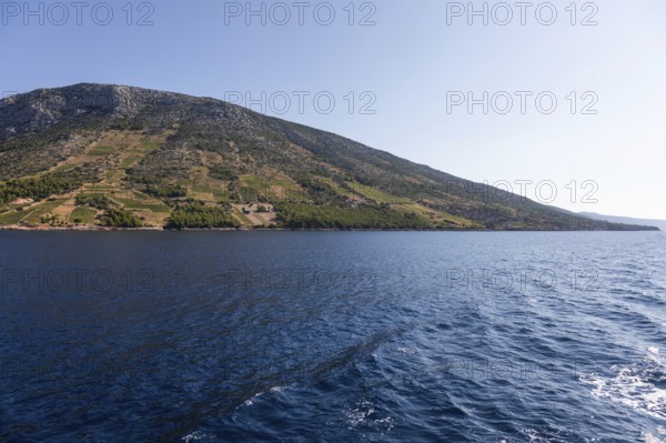 View from the sea of vineyards on the coast of the island of Hvar, near Ivan Dolac, Hvar, Dalmatia,