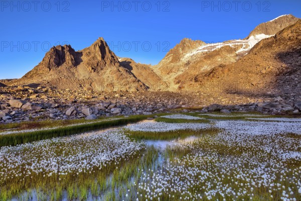 Flowering cotton grass (Eriophorum) in the Furka region at sunrise, Urseren Valley, Canton Uri,