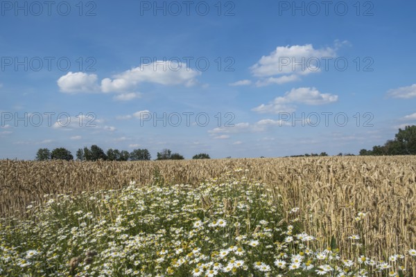 A rural scene with a blue sky, clouds and a wheat field, chamomile in the foreground, MÃ¼nsterland,