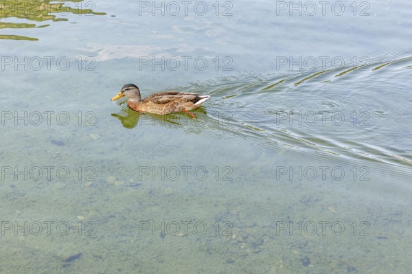 A duck (Anas platyrhynchos) swimming on calm, clear water, Lake Altaussee, Altaussee, Styria,