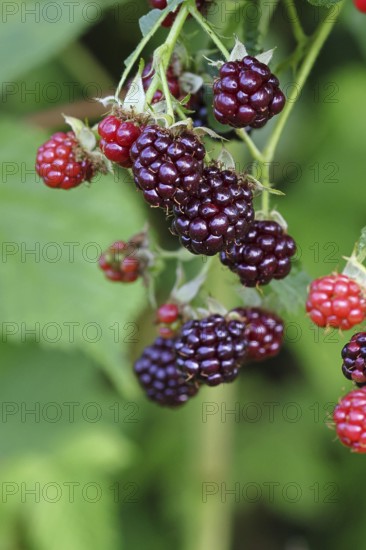 Blackberries (Rubus fruticosus), unripe and ripe fruit on a bush in a forest, Wilnsdorf, North
