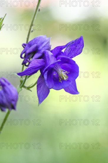 Columbine (Aquilegia vulgaris), blue flower at the edge of a forest, Wilnsdorf, North