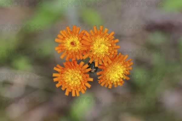Orange hawkweed, orange-red hawkweed (Hieracium aurantiacum), flower on a rough meadow, close-up,