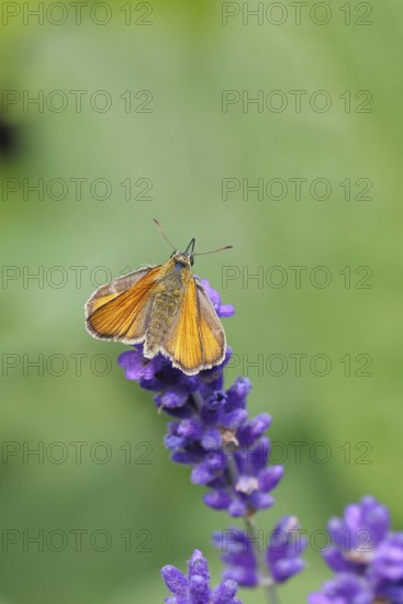 Large skipper (Ochlodes venatus), collecting nectar from a flower of Common lavender (Lavandula