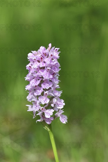 Moorland spotted orchid (Dactylorhiza maculata), inflorescence, close-up, Wilnsdorf, North