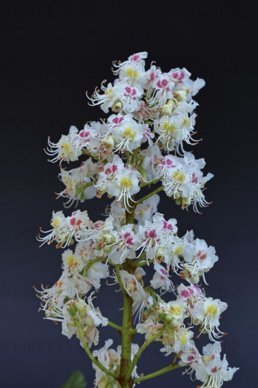 Horse chestnut (Aesculus hippocastanum), flower, inflorescence against a black background,