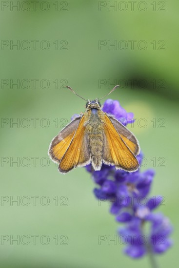 Large skipper (Ochlodes venatus), collecting nectar from a flower of Common lavender (Lavandula