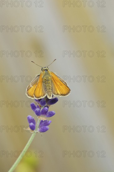 Large skipper (Ochlodes venatus), collecting nectar from a flower of Common lavender (Lavandula