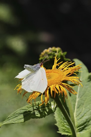 Lemon butterfly (Gonepteryx rhamny) landing on a yellow flower of a Great Telekie (Telekia