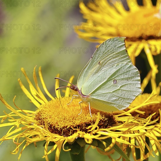 Lemon butterfly (Gonepteryx rhamny) on a yellow flower of a Great Telekie (Telekia speciosa),