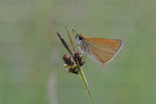 Large skipper (Ochlodes sylvanus, Augiades sylvanus), resting on a blade of grass in a meadow,