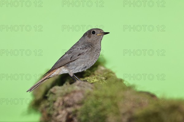 Black redstart (Phoenicurus ochruros), female on a moss-covered tree stump in a garden, Wilnsdorf,