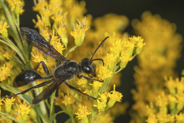Long-stemmed digger wasp (Isodontia mexicana) with transparent wings on yellow Solidago canadensis