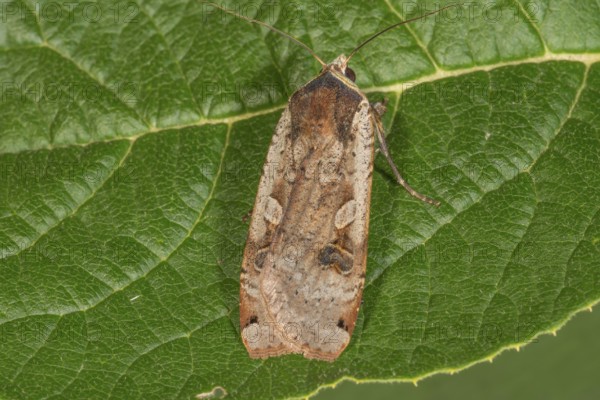 House moth (Noctua pronuba) on a green leaf with veins visible, Baden-WÃ¼rttemberg, Germany