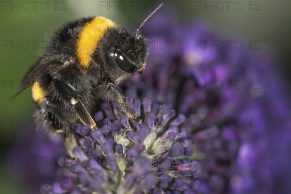 Large earth bumblebee (Bombus terrestris) on purple flower panicle of butterfly bush (Buddleja) in