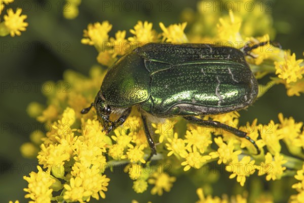Marbled rose chafer (Liocola lugubris) on yellow flowers of Solidago canadensis (Solidago