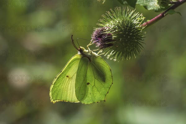 Light green butterfly, lemon butterfly (Gonepteryx rhamni) on fruit of Greater burdock in