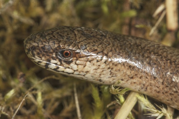 Close-up of the head of a slow worm (Anguis fragilis) with detailed scales and a red eye,