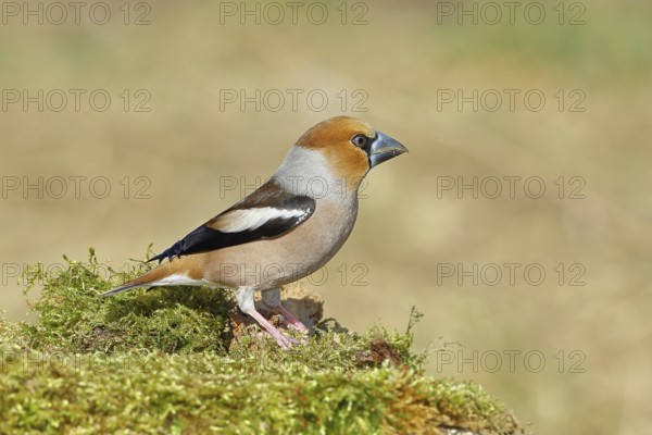 Hawfinch (Coccothraustes coccothraustes), male, sitting on a moss-covered tree stump, wildlife,