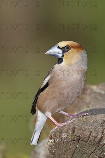 Hawfinch (Coccothraustes coccothraustes), male, sitting on dead wood, wildlife, colourful plumage,