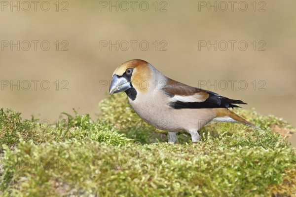 Hawfinch (Coccothraustes coccothraustes), male, sitting on a moss-covered tree stump, wildlife,