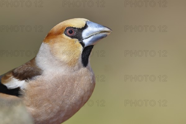 Hawfinch (Coccothraustes coccothrautes), in the forest, animal portrait, Wilnsdorf, North