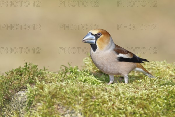 Hawfinch (Coccothraustes coccothraustes), male, sitting on a moss-covered tree stump, wildlife,