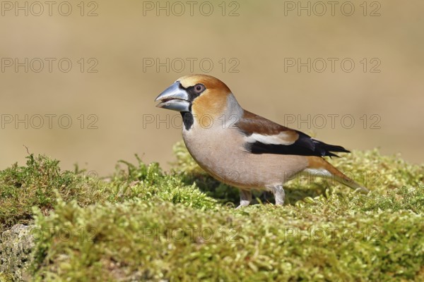 Hawfinch (Coccothraustes coccothraustes), male, sitting on a moss-covered tree stump, wildlife,