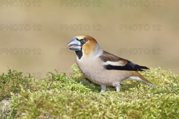 Hawfinch (Coccothraustes coccothraustes), male, sitting on a moss-covered tree stump, wildlife,
