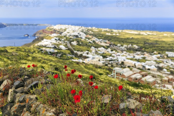 Coastline with view of the village of Oia, poppy (Papaver) on hiking trail from Fira to Oia, Thira,