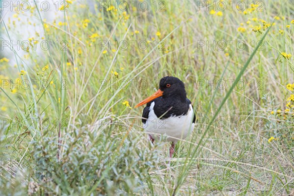 An African oystercatcher (Haematopus ostralegus) with long red beak, red eyes and black and white