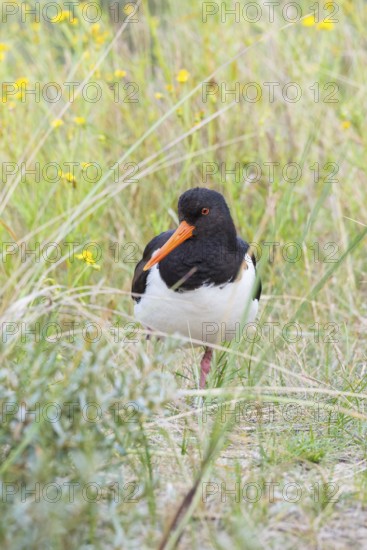 An African oystercatcher (Haematopus ostralegus) with long red beak, red eyes and black and white