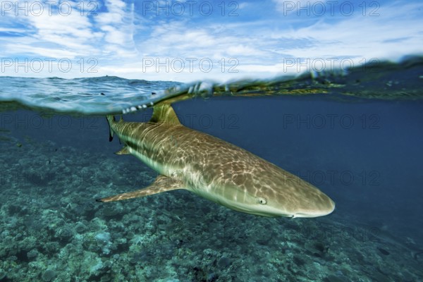 Split shot, half-and-half shot, split shot, photo half above water half underwater of blacktip reef