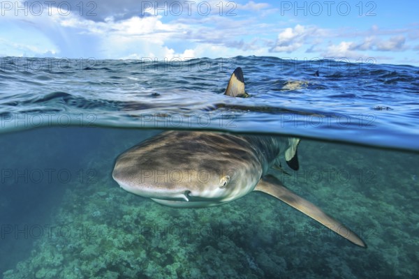 Split shot half-and-half shot split shot, photo half above water half underwater with typical